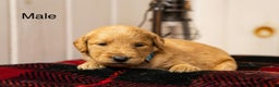 Labradoodle dogs for sale: Josh - Ad 1