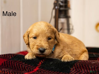 Labradoodle dogs Josh - Ad 17