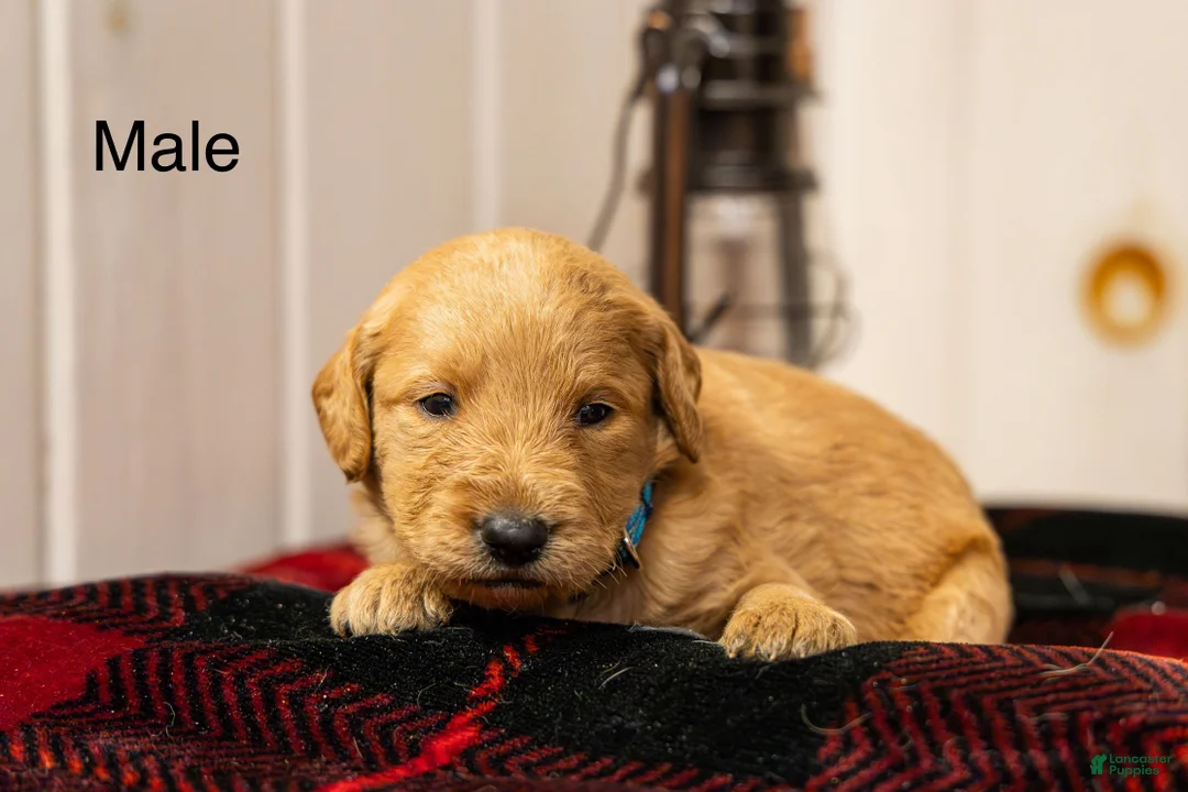 Labradoodle dogs for sale: Josh - Ad 1