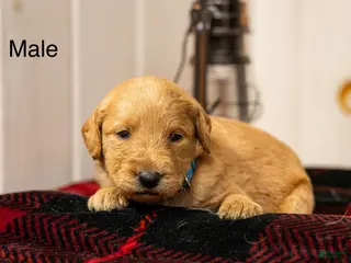 Labradoodle dogs Josh - Ad 22