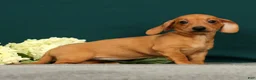 Miniature Dachshund dogs for sale: Piper - Ad 2
