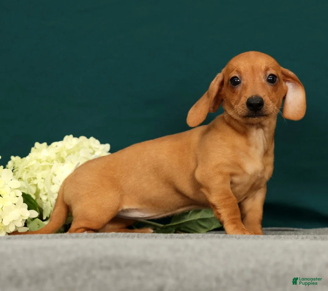 Miniature Dachshund dogs for sale: Piper - Ad 2