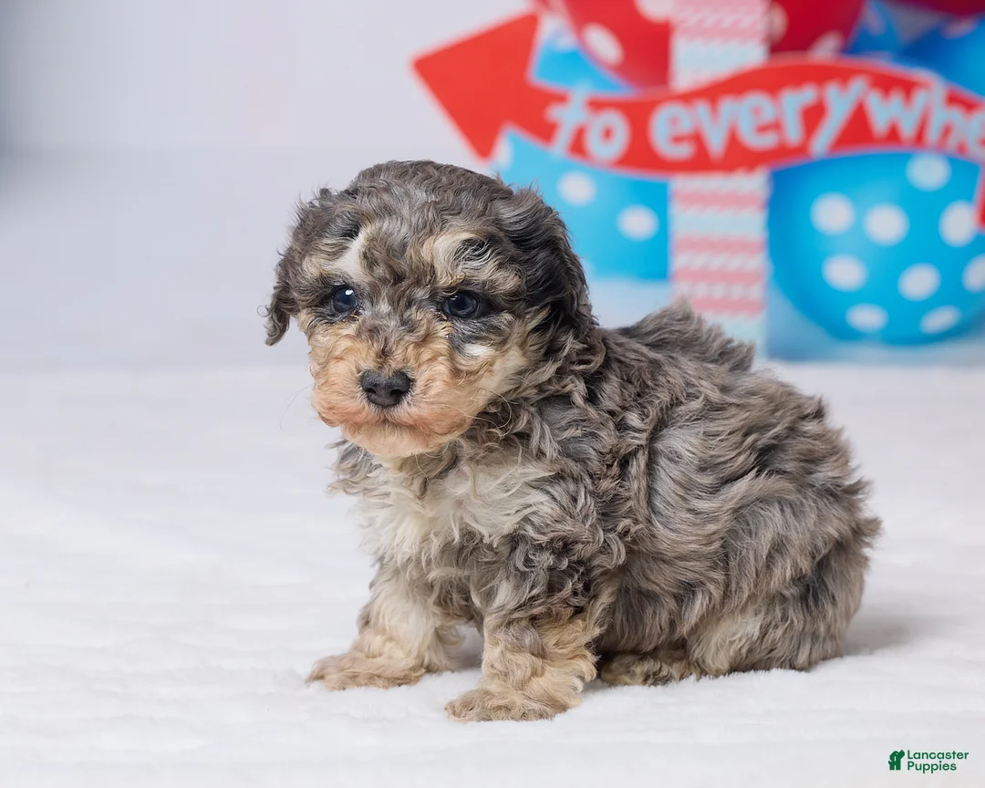 Miniature Poodle dogs for sale: Ruger - Ad 2