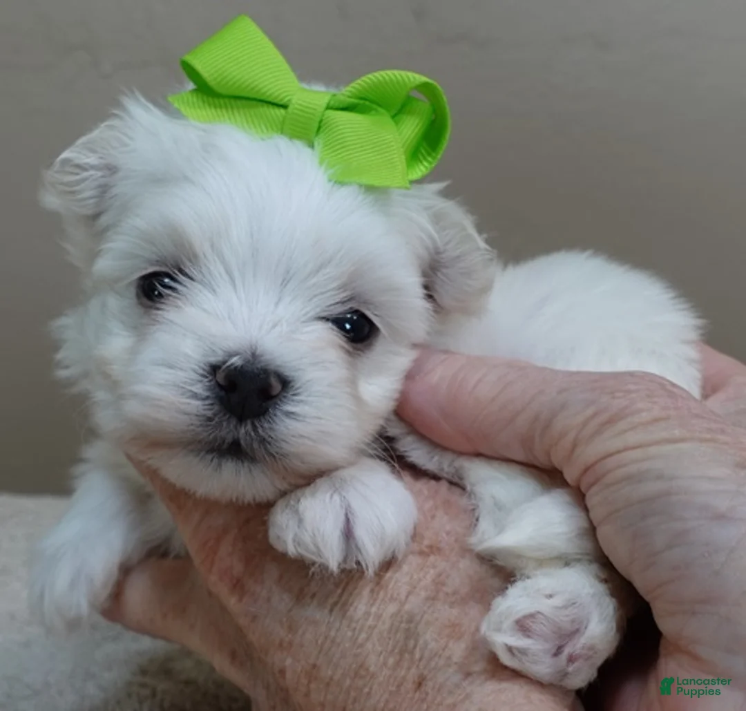 Maltese dogs for sale: Harlow - Ad 2