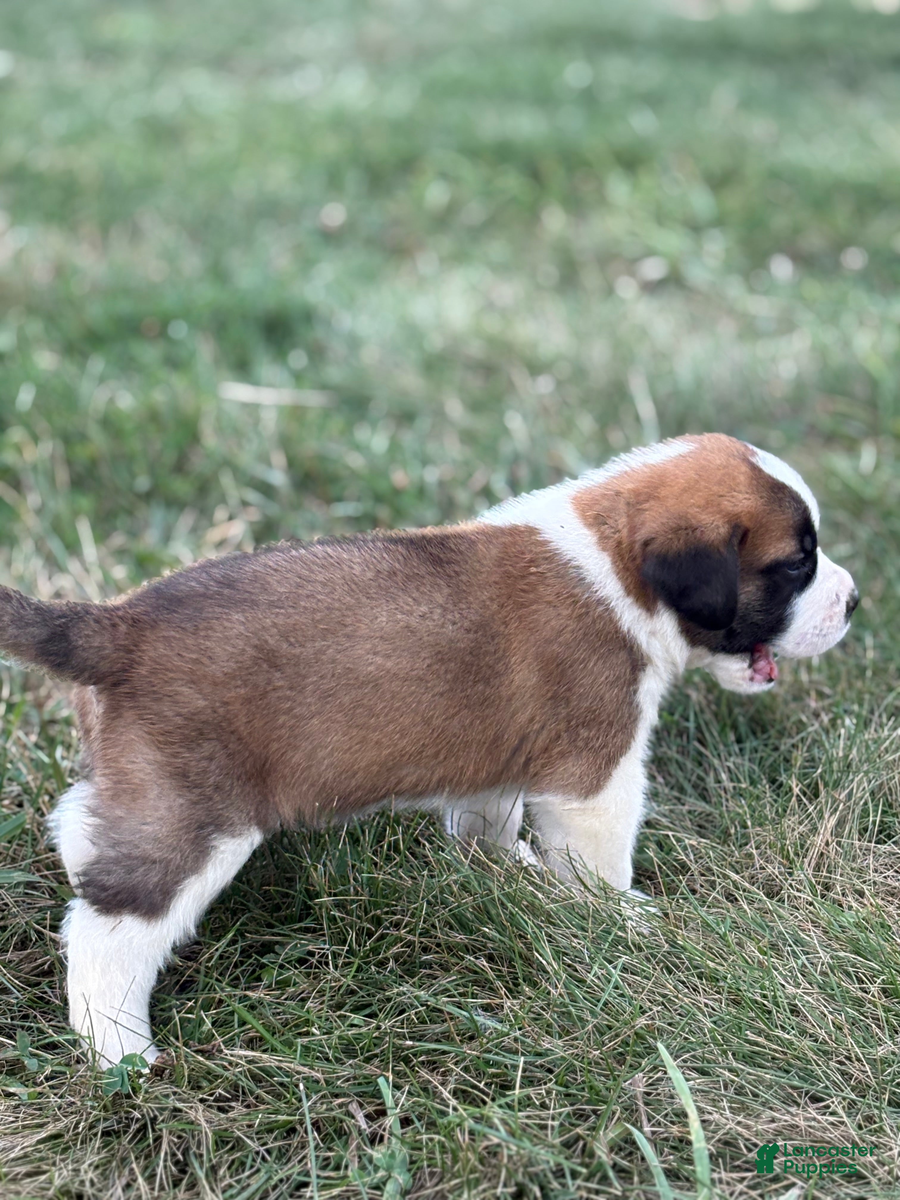 Saint Bernard dogs Rex - Ad 2