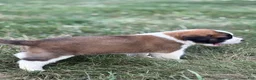Saint Bernard dogs for sale: Rex - Ad 3