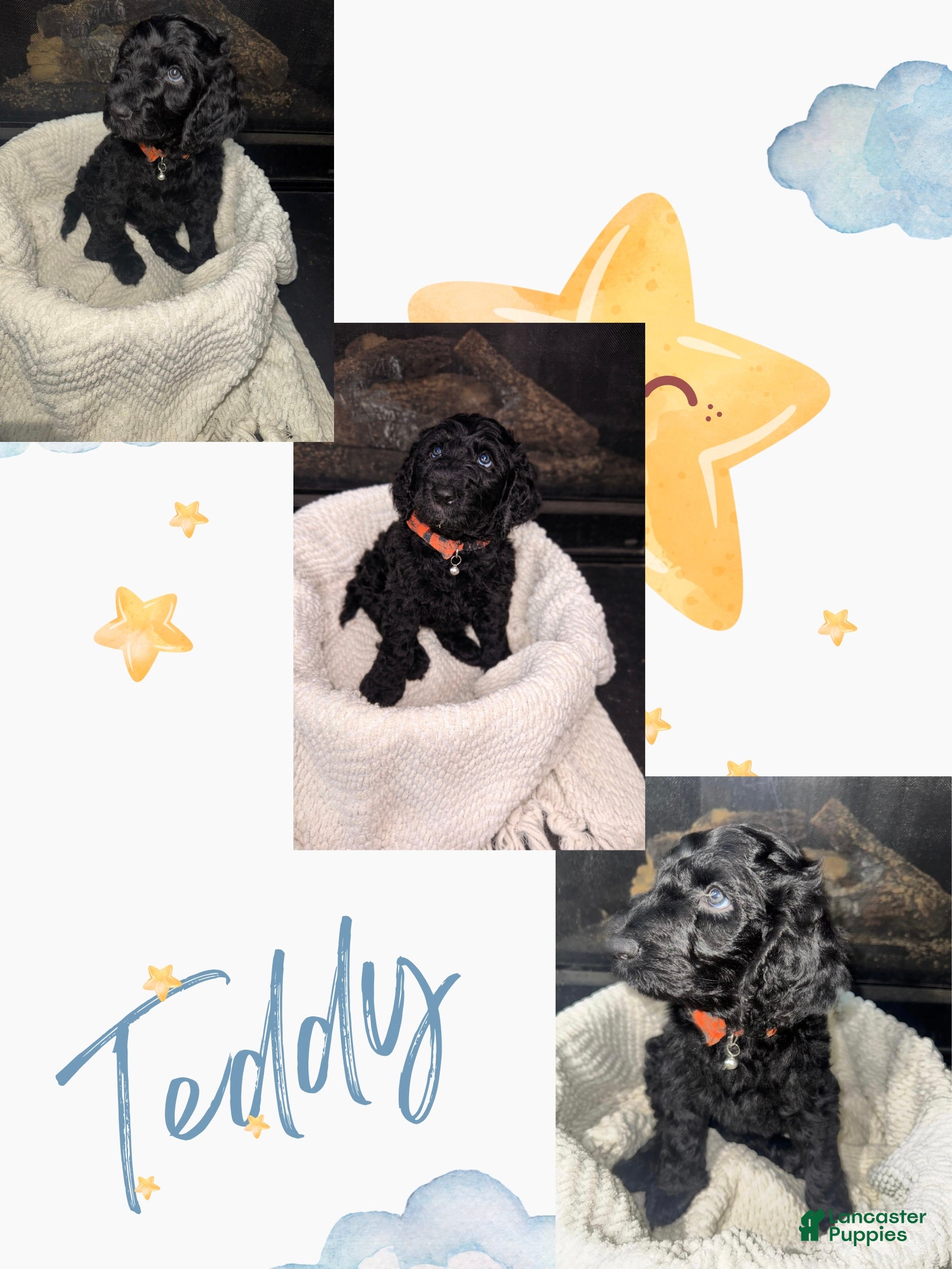 Double Doodle dogs Double Doodle Puppy 2 - Ad 9