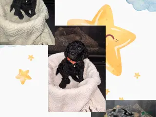 Double Doodle dogs Double Doodle Puppy 2 - Ad 9