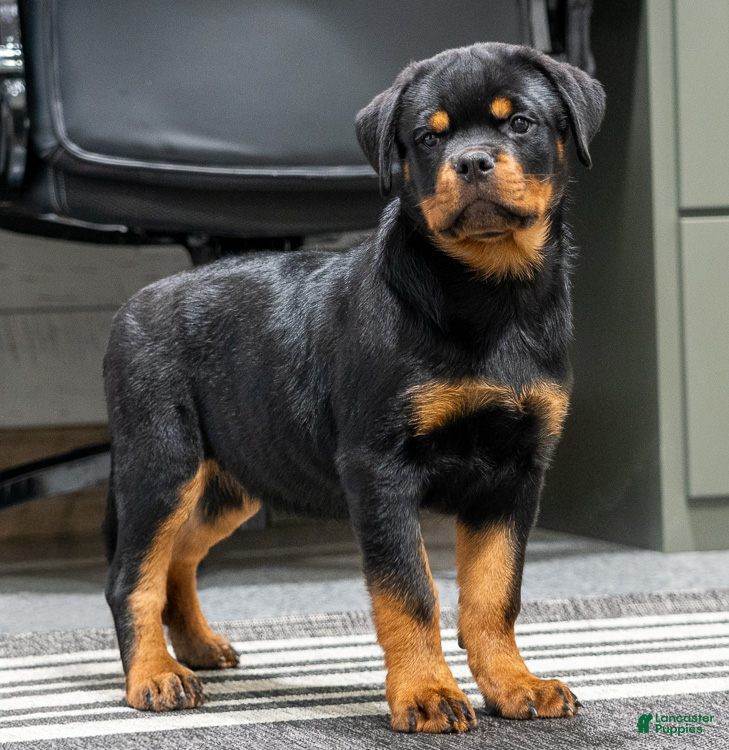 Rottweiler dogs for sale: Jewel - Ad 3