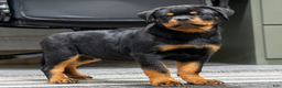 Rottweiler dogs for sale: Jewel - Ad 1