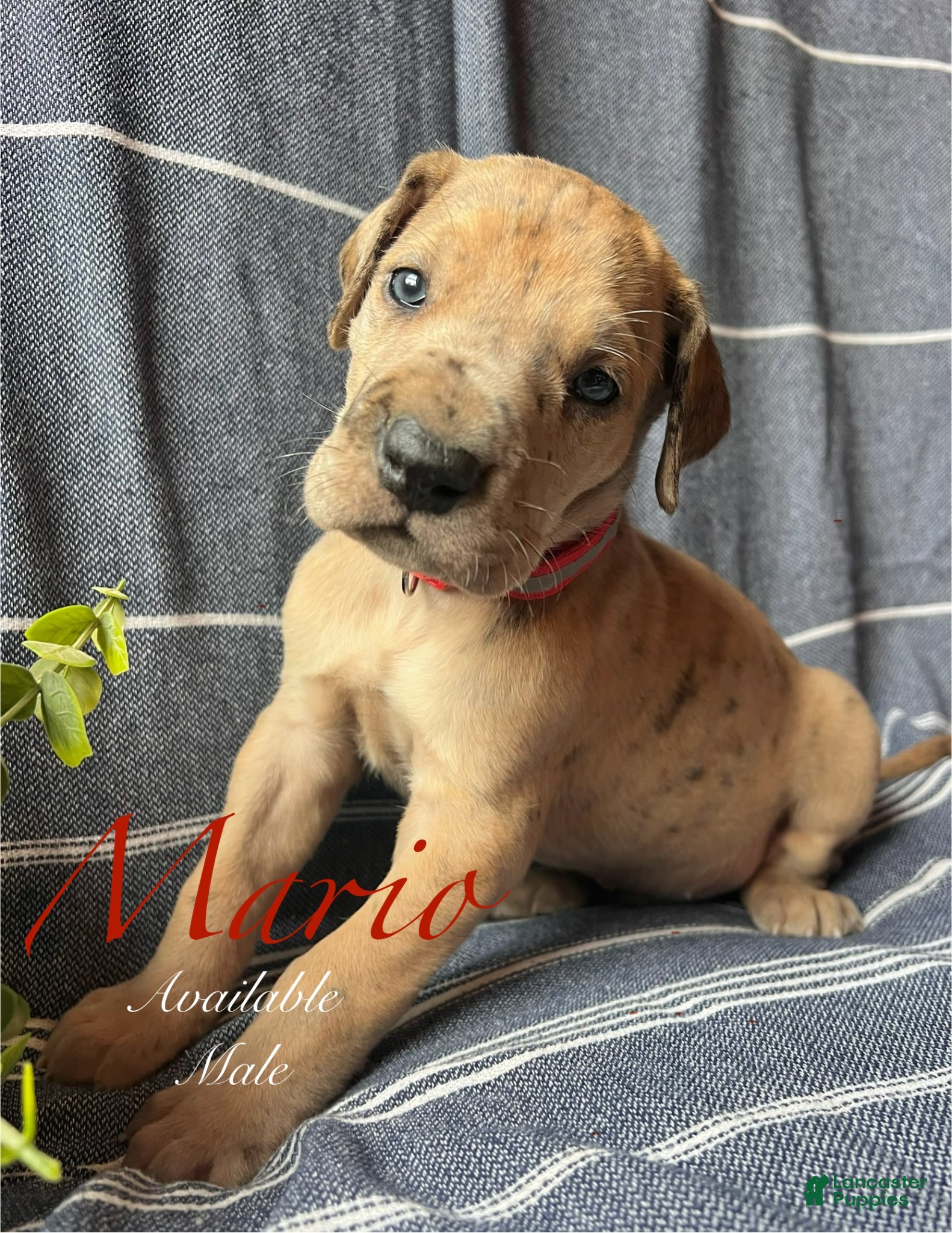 Great Dane dogs Mario - Ad 36