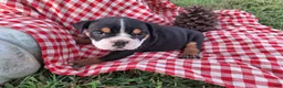English Bulldog dogs for sale: Ruby - Ad 4