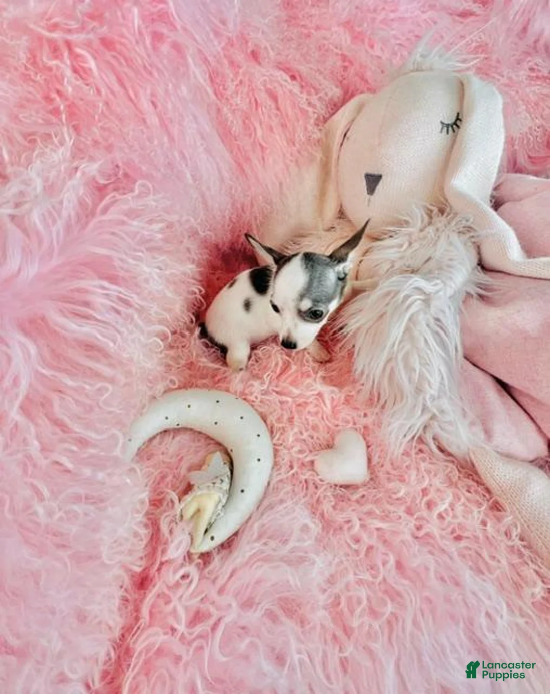 Chihuahua dogs for sale: Chihuahua 1 - Ad 5