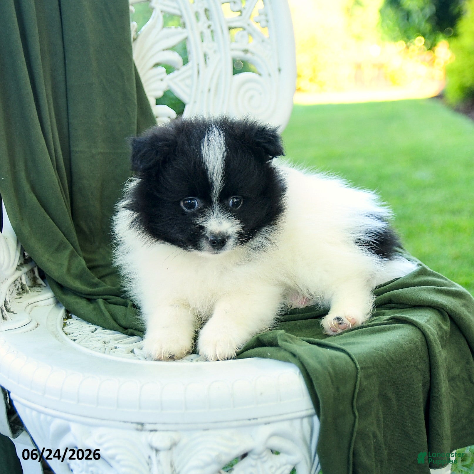 Pomeranian dogs Alex - Ad 2