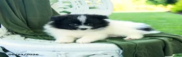 Pomeranian dogs for sale: Alex - Ad 5