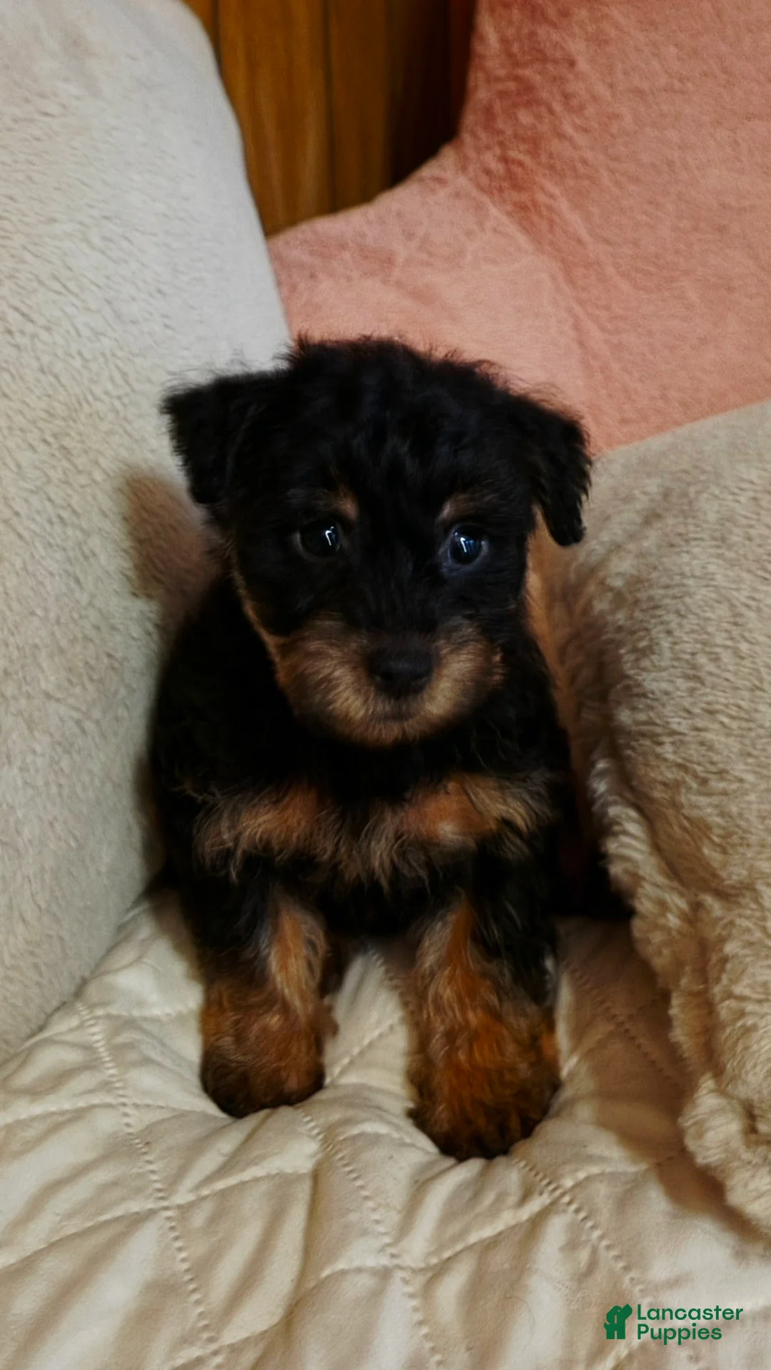 Yorkshire Terrier dogs for sale: Fluffy - Ad 2