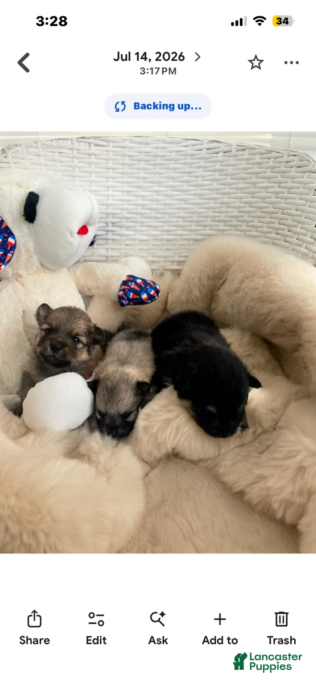 Pomeranian dogs for sale: Pomeranian 3 - Ad 7
