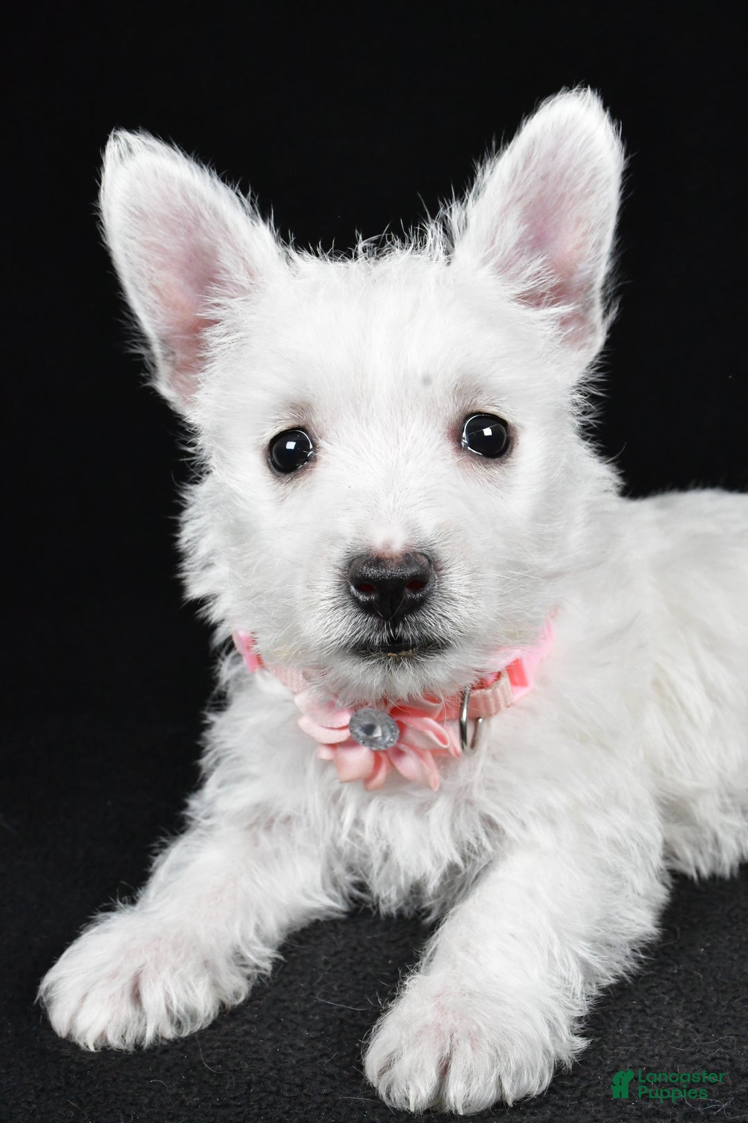 West Highland Terrier dogs for sale: Macey - Ad 5