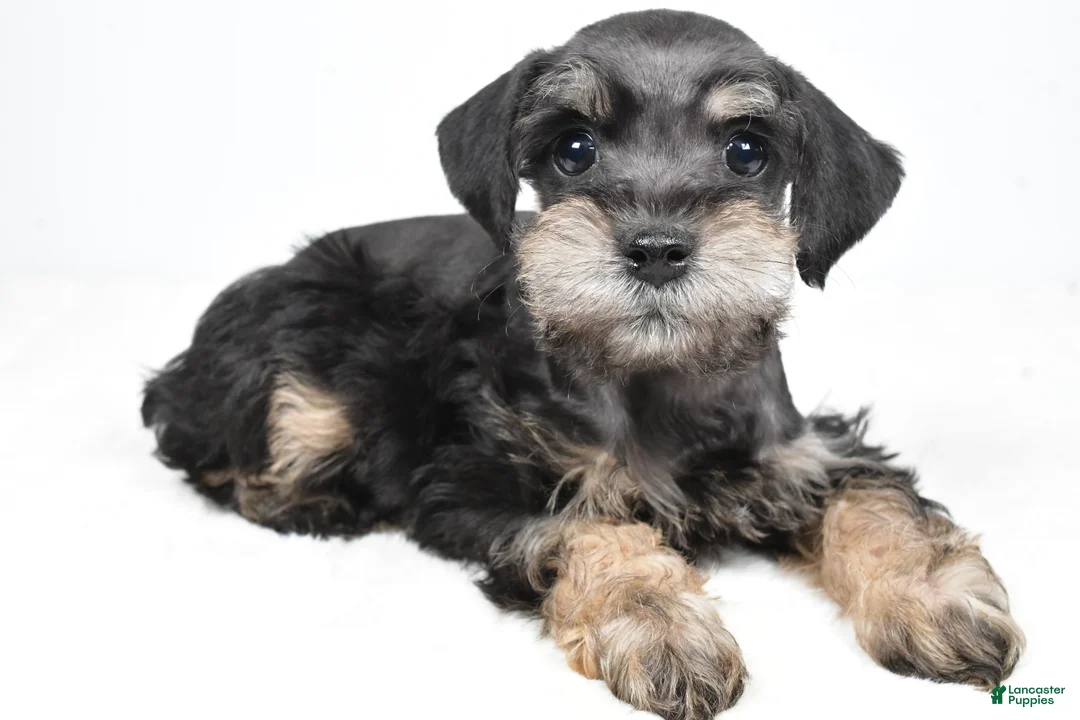 Schnoodle dogs for sale: Mari - Ad 1