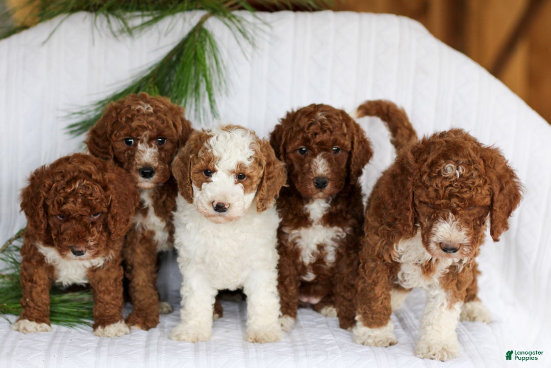Mini Goldendoodle dogs for sale: Comet  - Ad 4