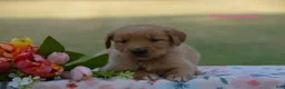 Golden Retriever dogs for sale: Lulu  - Ad 3