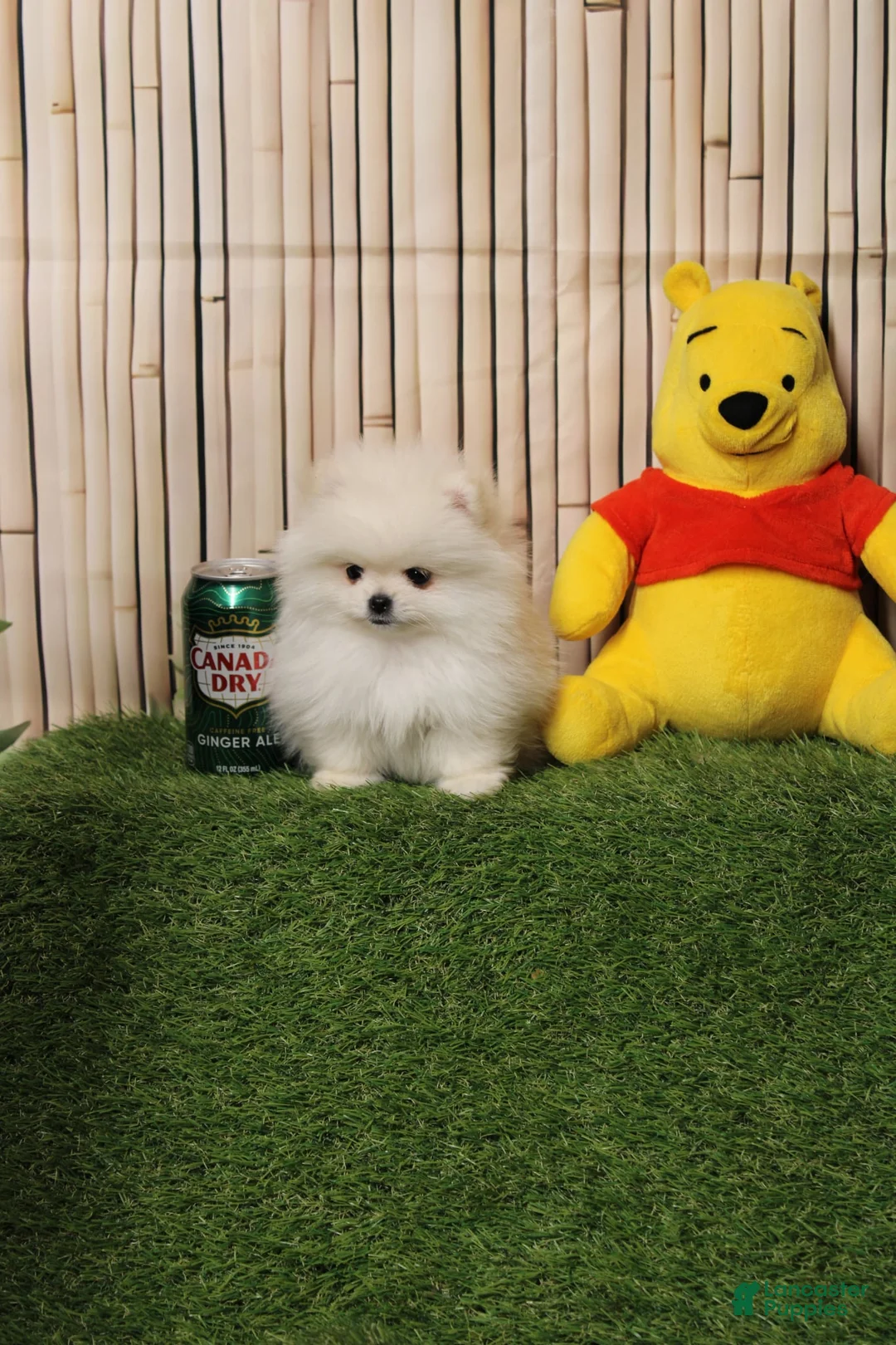 Pomeranian dogs for sale: Pomeranian Puppy 1 - Ad 1