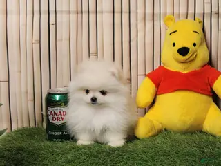 Pomeranian dogs Pomeranian Puppy 1 - Ad 22