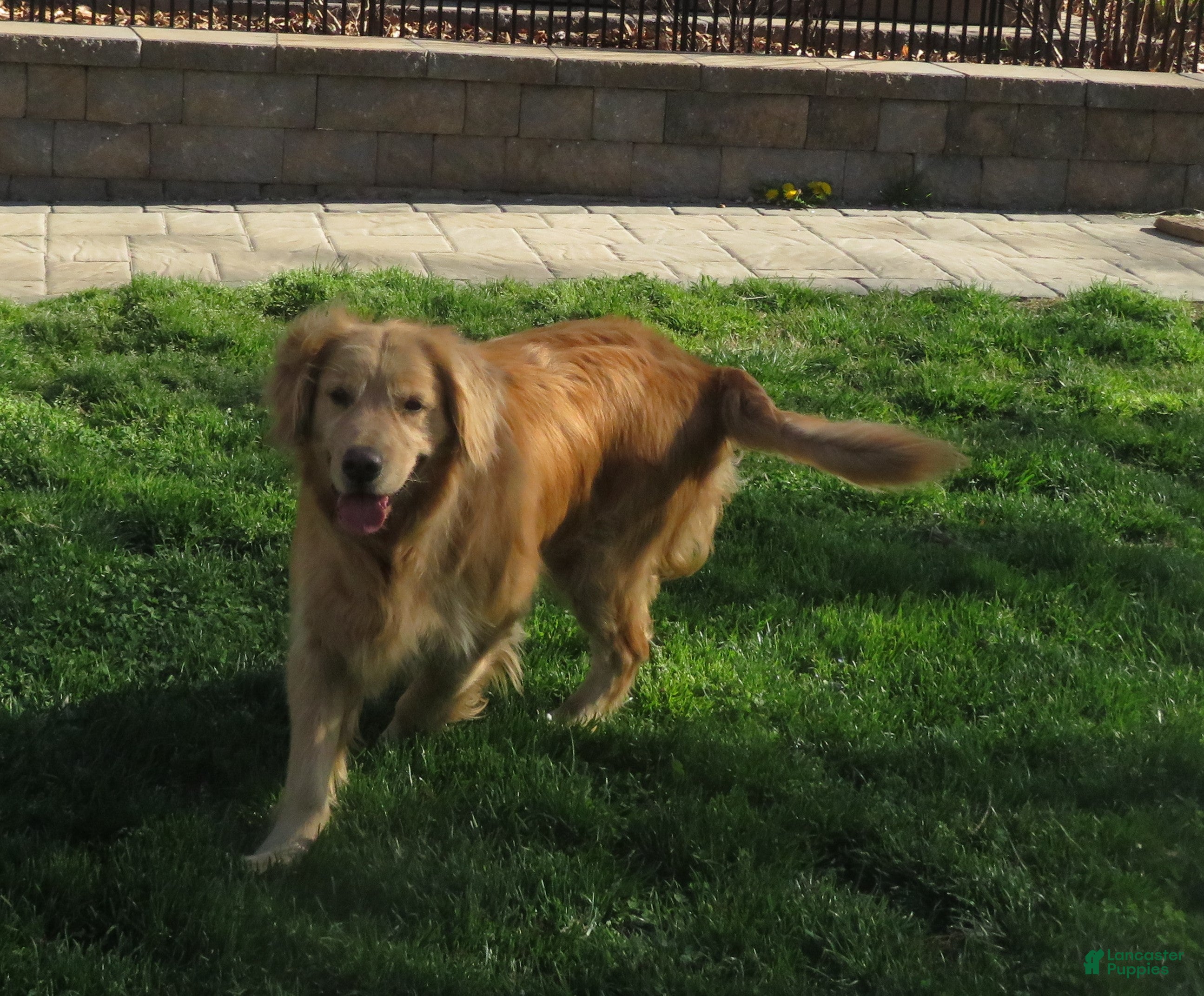 Golden Retriever dogs Golden Retriever Puppy 1 - Ad 1