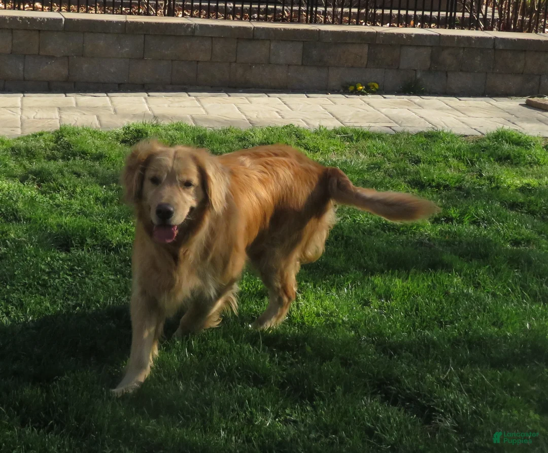 Golden Retriever dogs for sale: Golden Retriever Puppy 1 - Ad 1