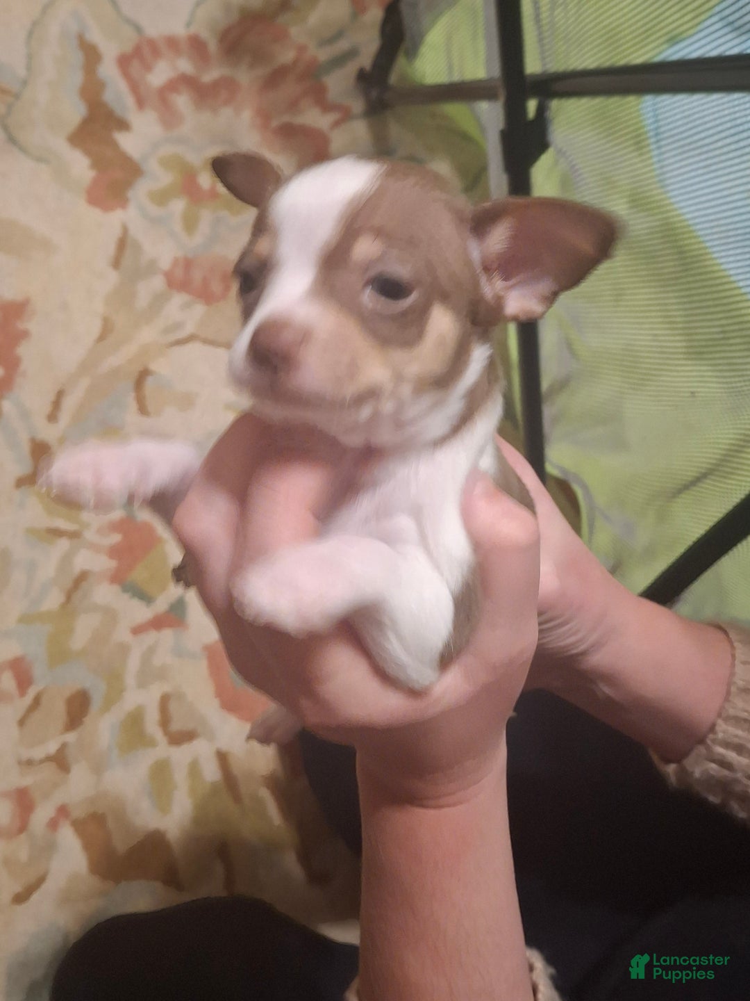 Chihuahua dogs for sale: Chihuahua Puppy 2 - Ad 1
