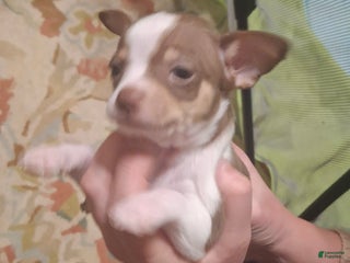 Chihuahua dogs Chihuahua Puppy 2 - Ad 29