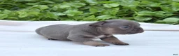 French Bulldog dogs for sale: Bruce  - Ad 3