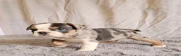 Mixed Breed dogs for sale: Mini Blue Bulldog - Ad 5