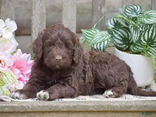 Portuguese Water Dog dogs for sale: Miley - Ad 2