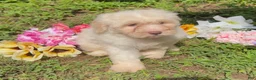 Mini Goldendoodle dogs for sale: Elsa - Ad 5