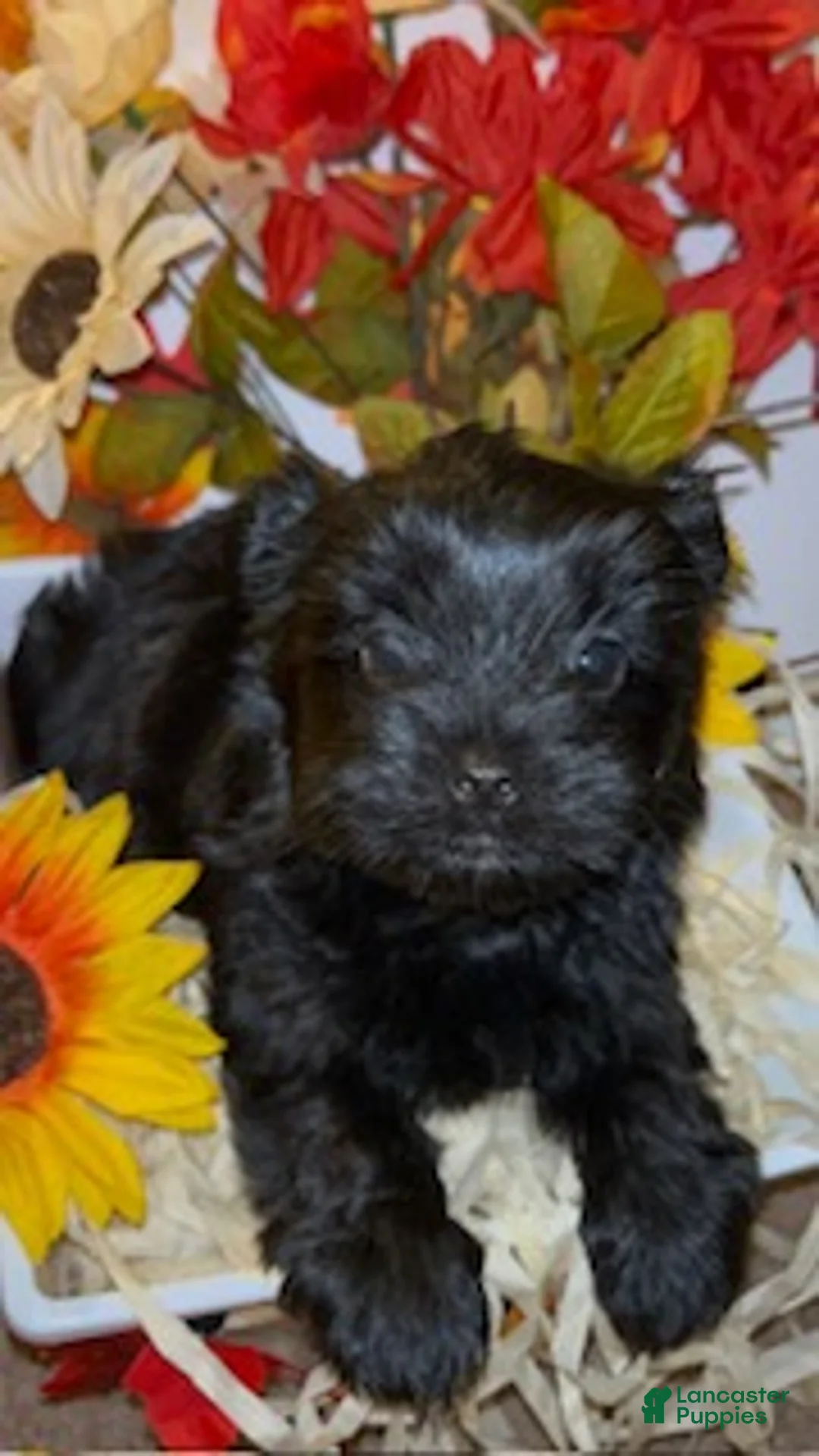 Shorkie dogs for sale: Blacky - Ad 2