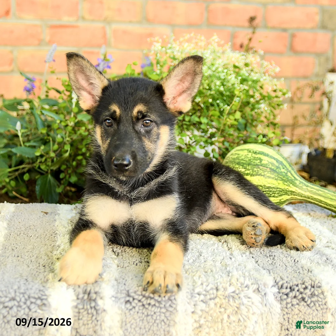 Gerberian Shepsky dogs for sale: Taylor - Ad 2