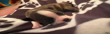 Happy-Brindle & white