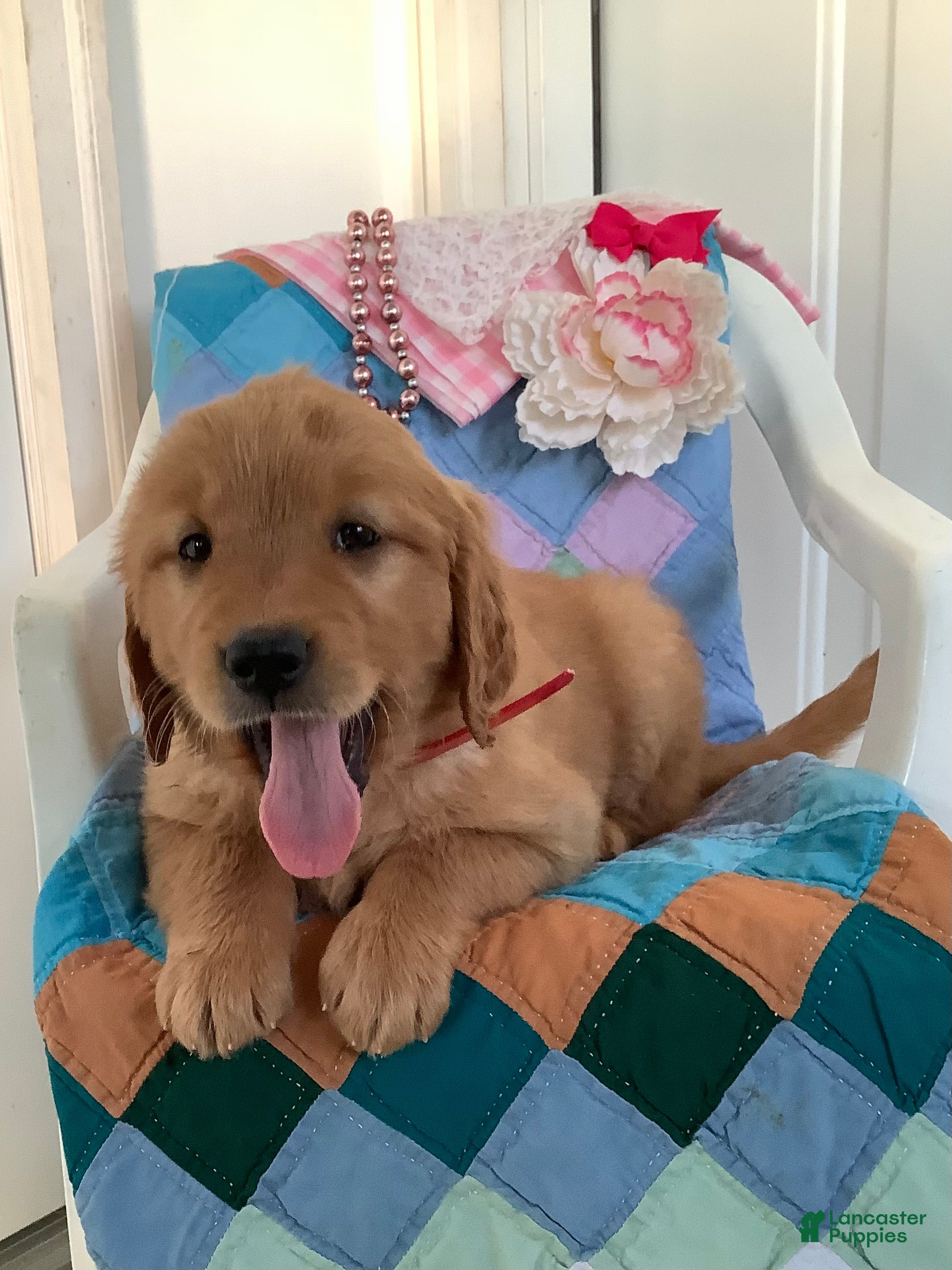 Golden Retriever dogs Golden Retriever Kallie  - Ad 2