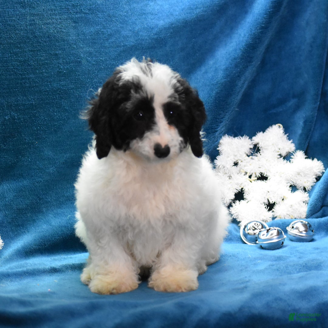 Miniature Poodle dogs for sale: Zanna - Ad 7