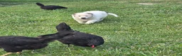 Mixed Breed dogs for sale: Rex - Ad 2