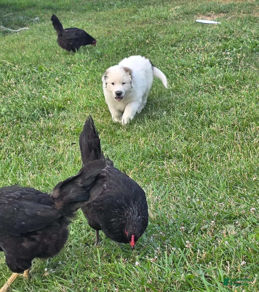 Mixed Breed dogs for sale: Rex - Ad 2