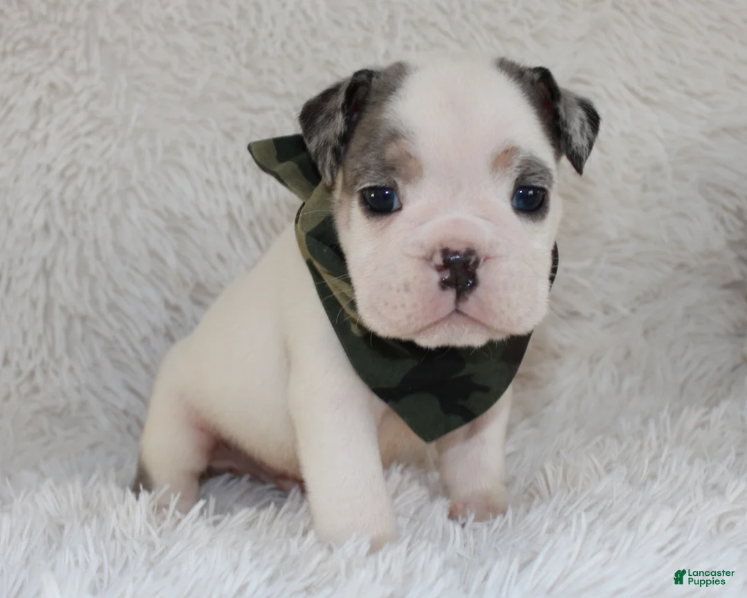 English Bulldog dogs for sale: AKC Olaf - Ad 4