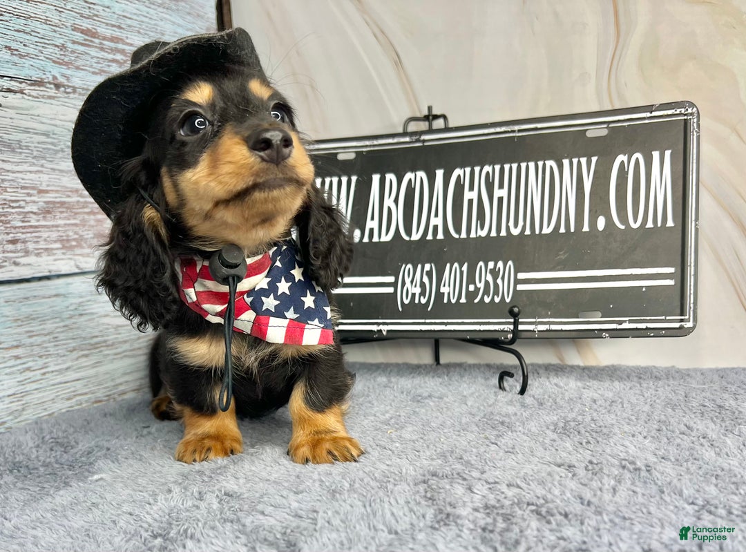 Miniature Dachshund dogs for sale: Full AKC Russian boy - Ad 14