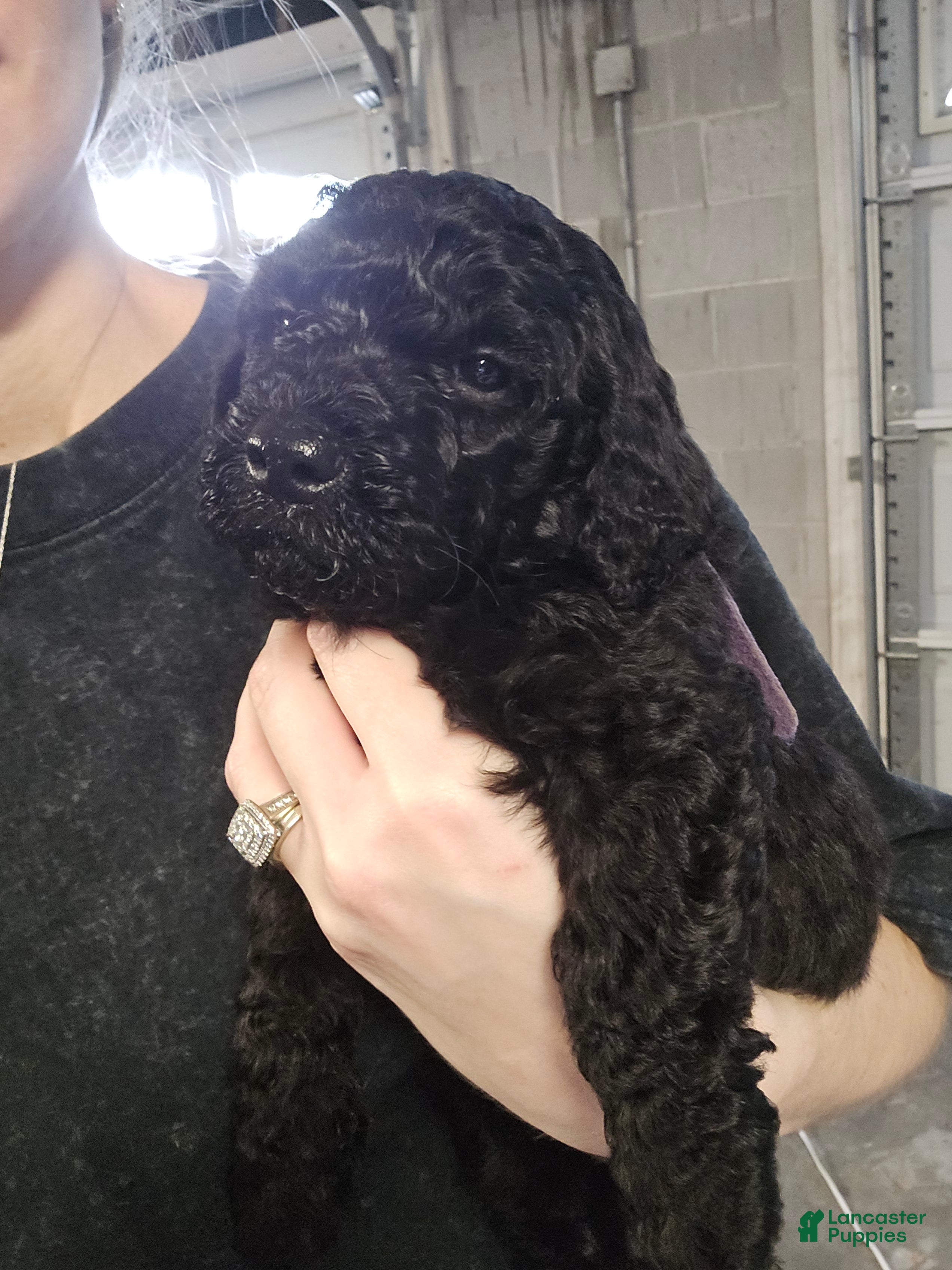 Doodle / designer cross