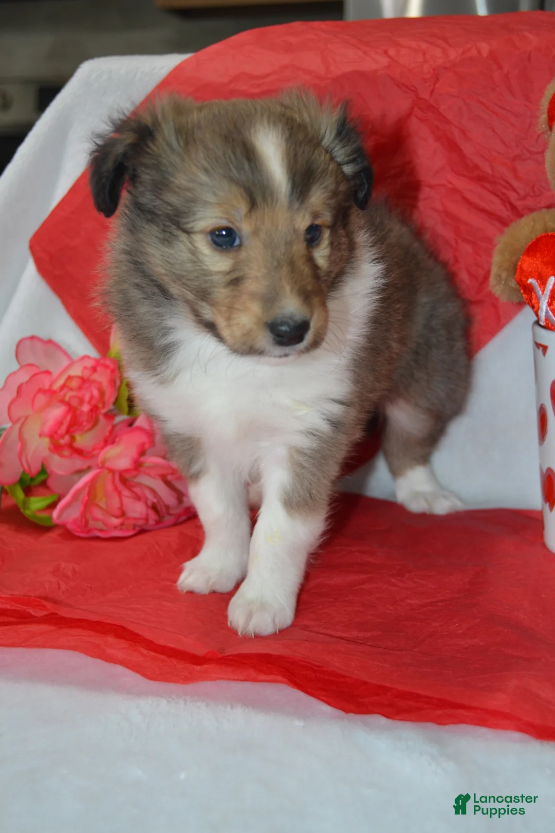 Shetland Sheepdog dogs for sale: Valentina - Ad 3