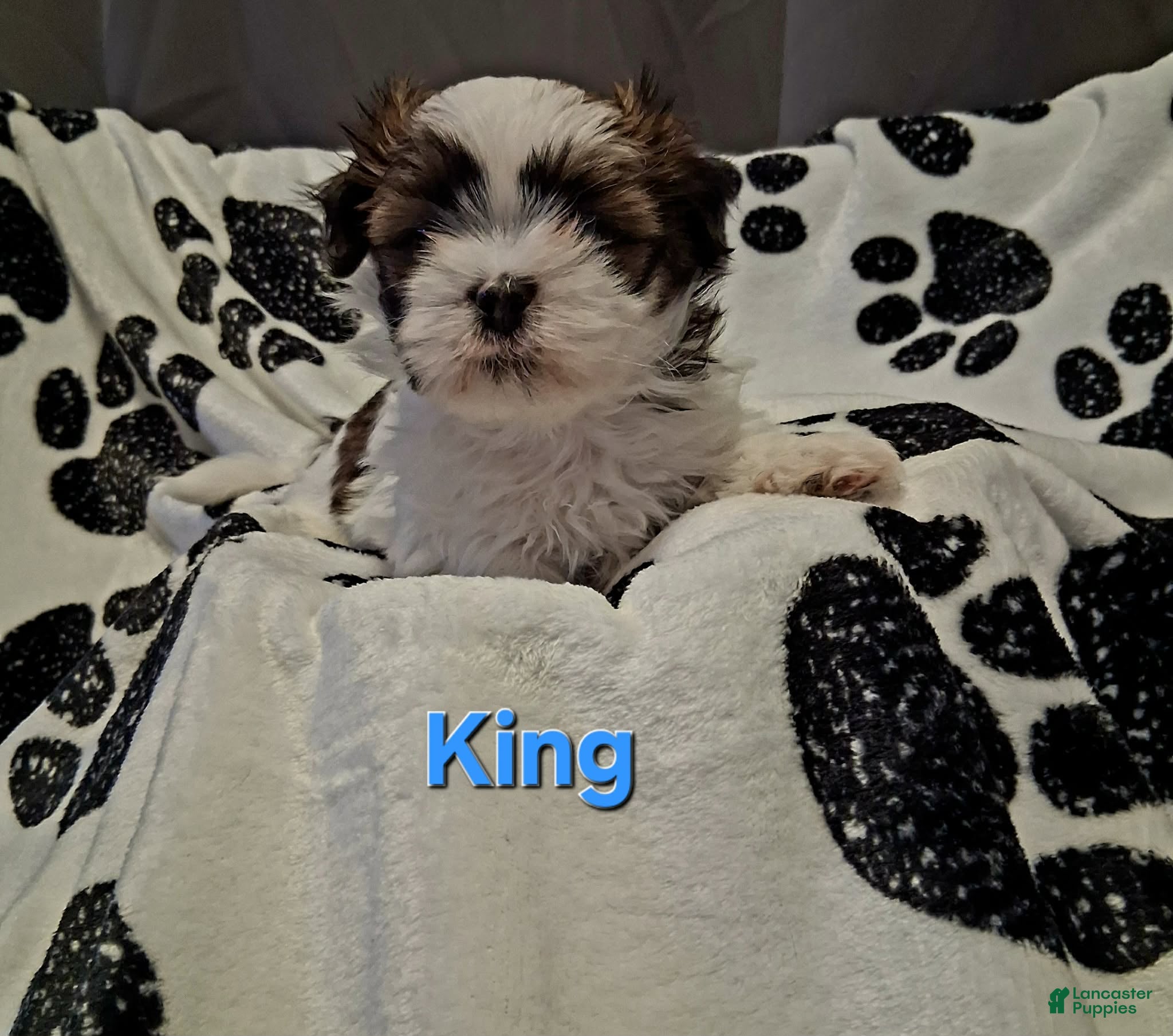 Shih Tzu dogs King  - Ad 2