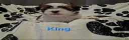 Shih Tzu dogs for sale: King  - Ad 2