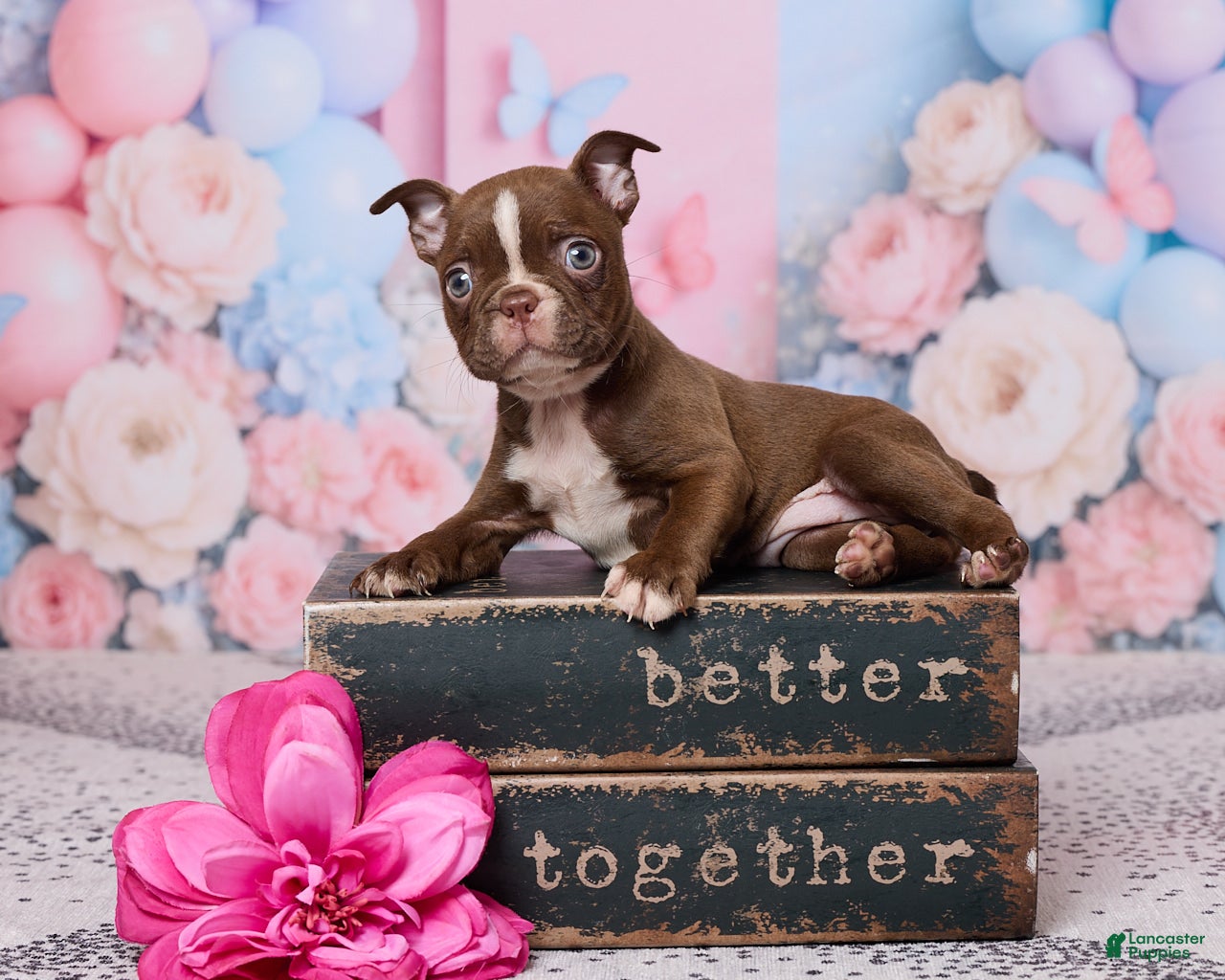 Boston Terrier dogs Rose - Ad 1