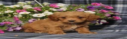 Cavapoo dogs for sale: BJ's Waverly - Ad 3